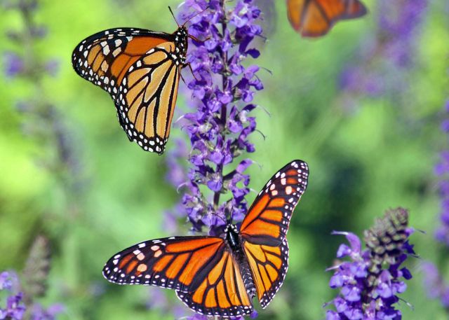 3 monarch butterflies land on a purple butterfly bush on a commercial property in Toronto.